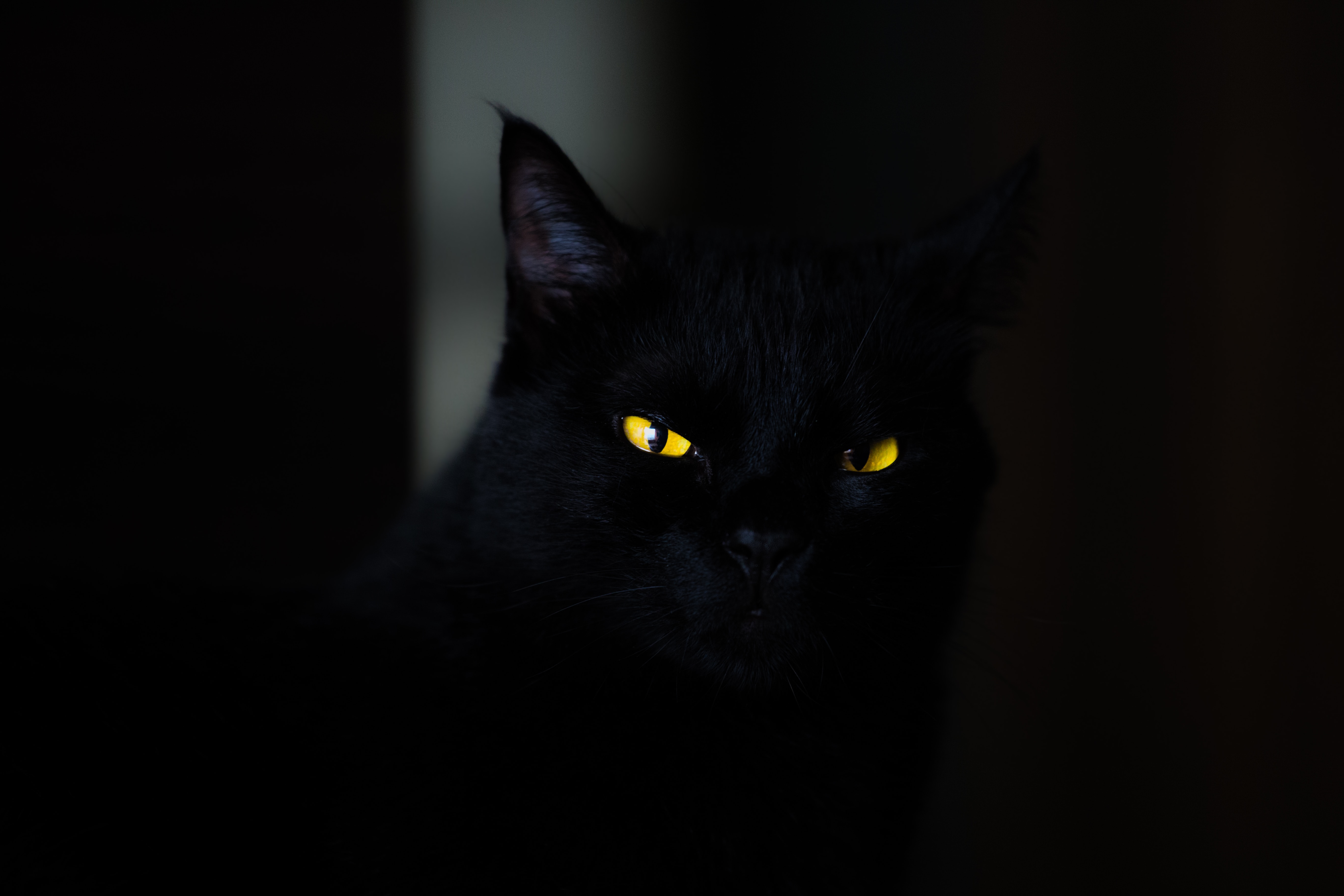 ScaryCat