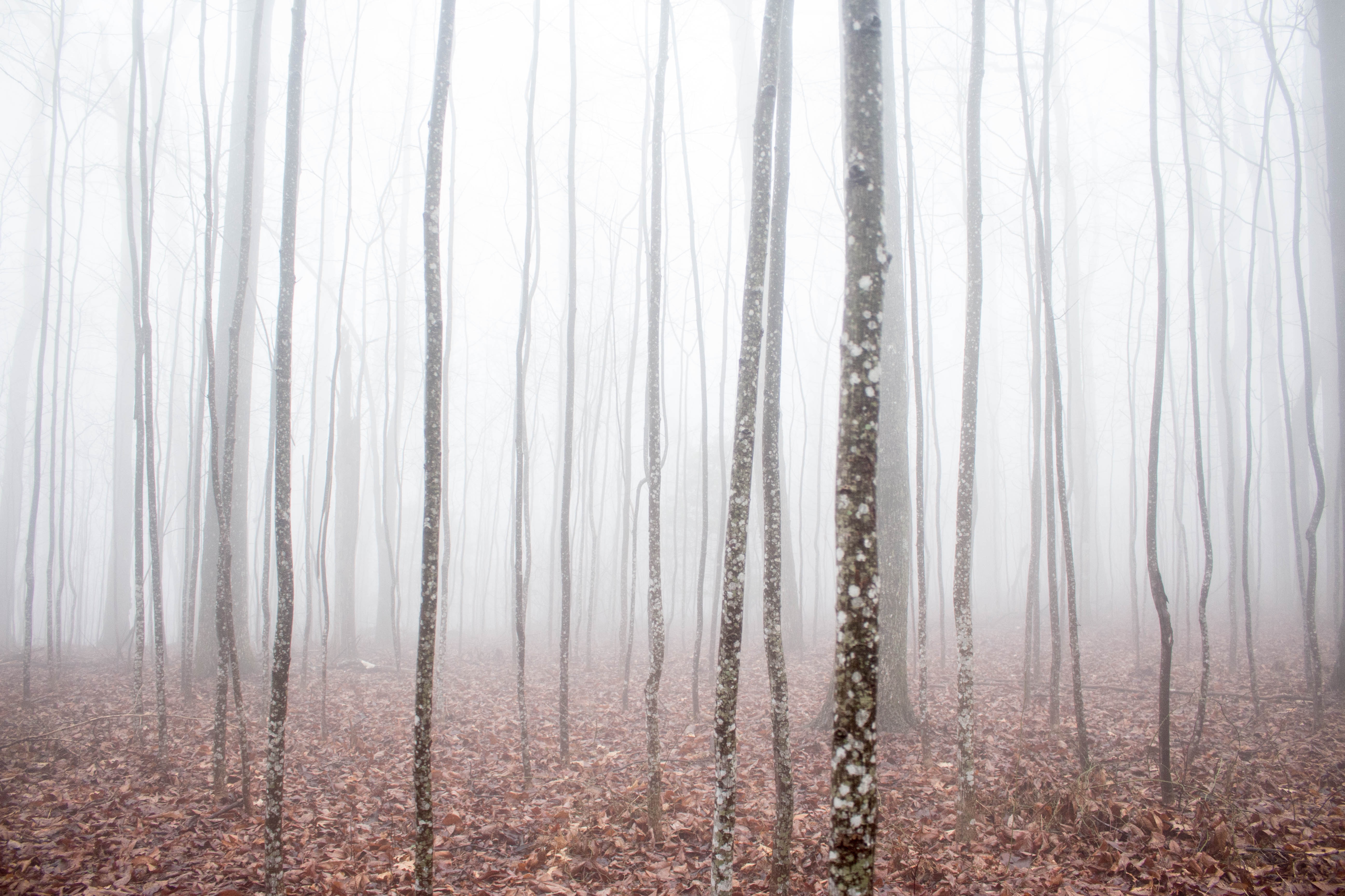 Foggy woods 