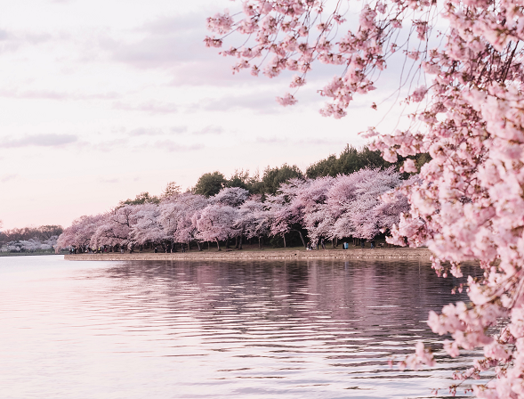 Spring Flowers